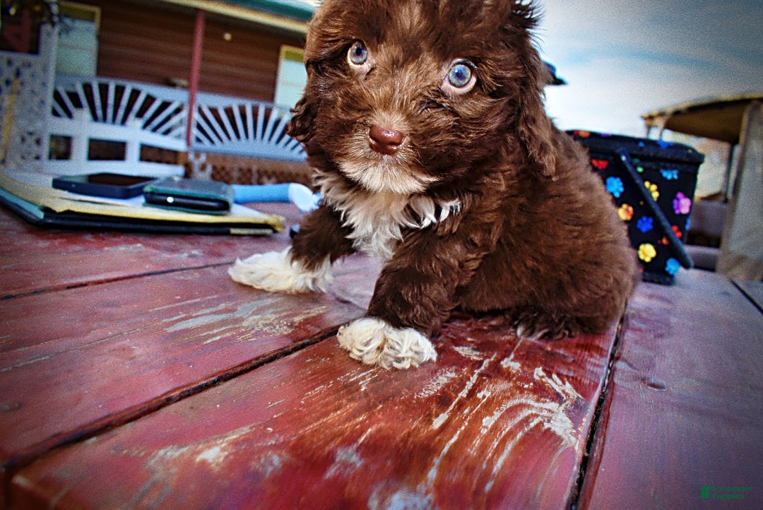 Havapoo dogs for sale: Ozzie - Ad 20