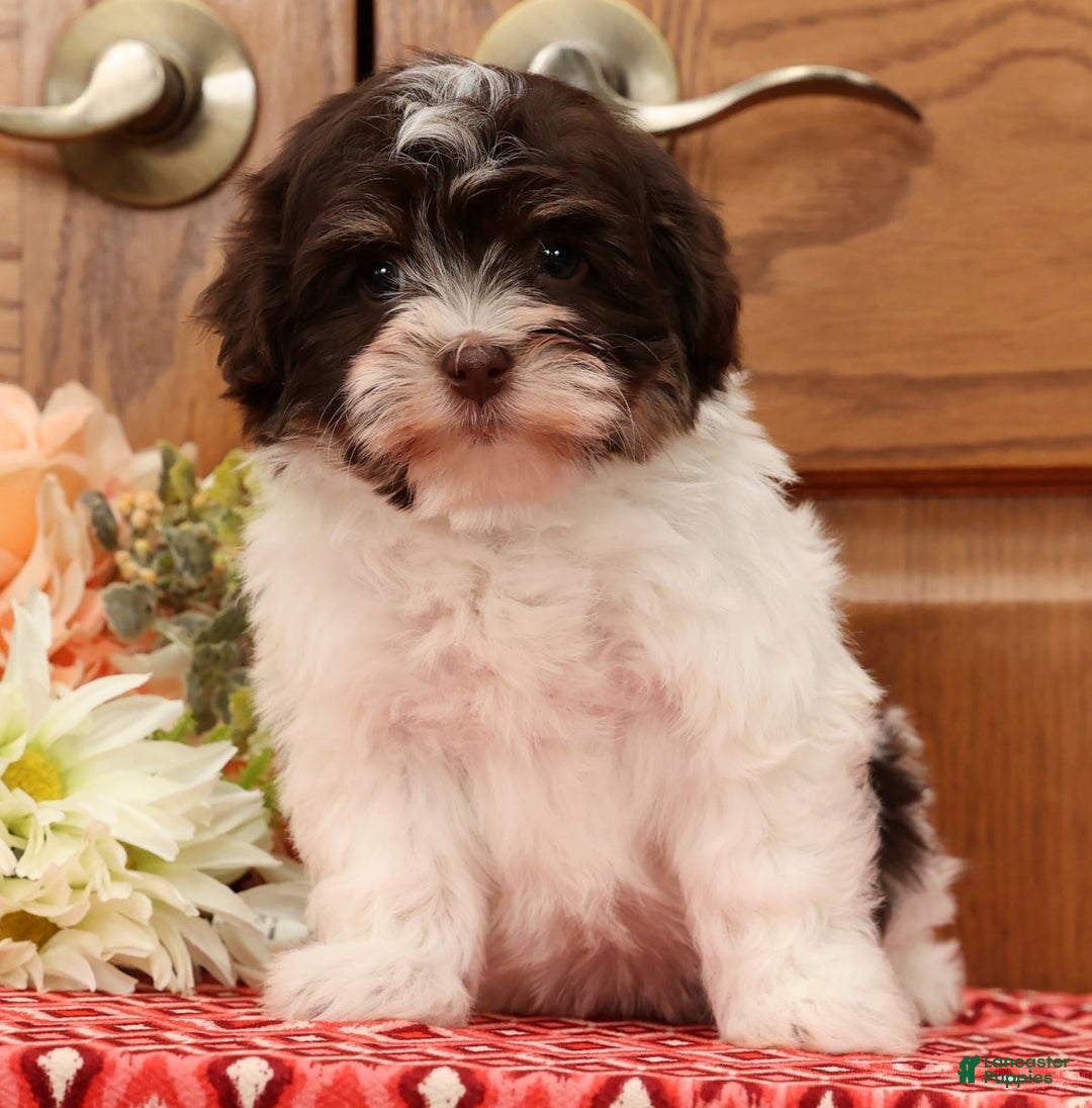 Havanese dogs for sale: Zoey - Ad 8
