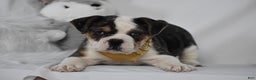 Mixed Breed dogs for sale: Wrangler - Ad 6