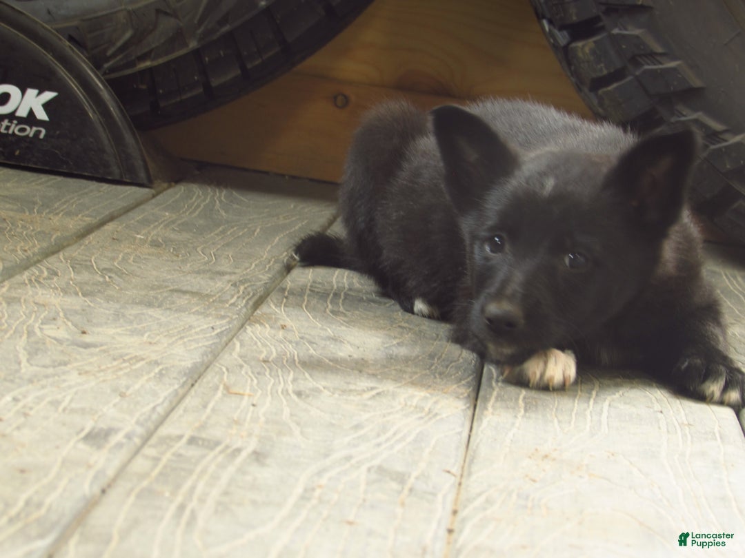 Mixed Breed dogs for sale: Kallie - Ad 1