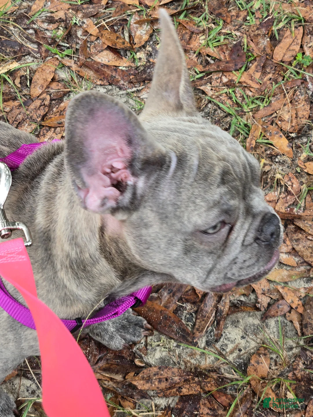 French Bulldog dogs for sale: Sadie  - Ad 24