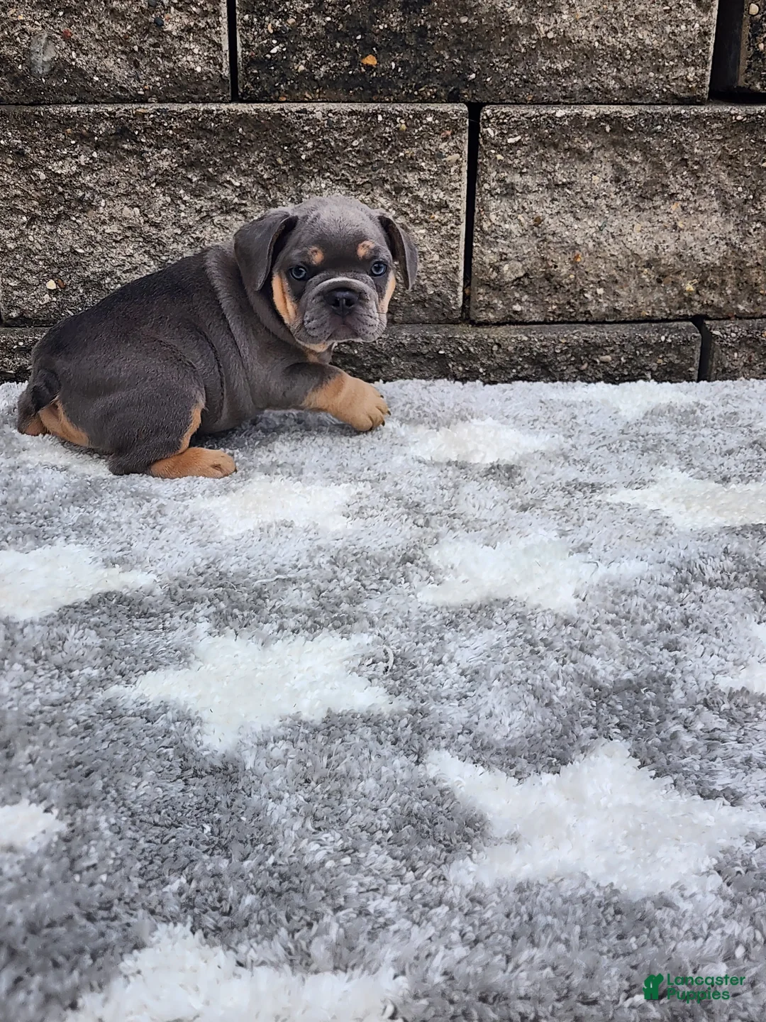 French Bulldog dogs for sale: Sophie  - Ad 20