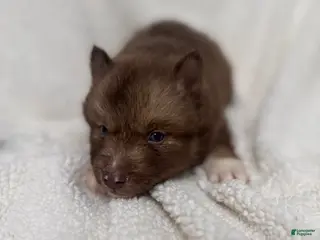 Siberian Husky dogs Carmelita - Ad 24