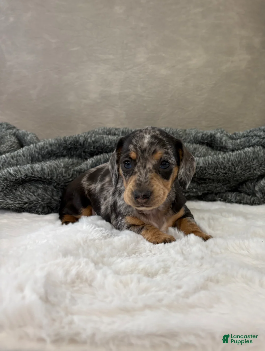 Dachshund dogs for sale: Dachshund Puppy 1 - Ad 2