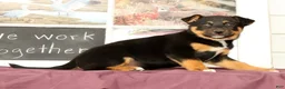 Mixed Breed dogs for sale: Twinkle - Ad 3