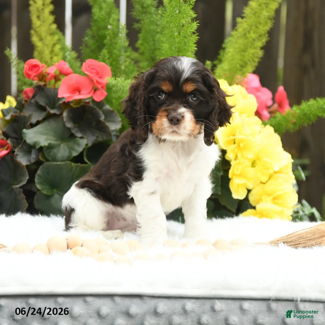 English Cocker Spaniel dogs for sale: Sunkist - Ad 2