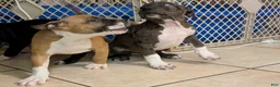 American Pit Bull Terrier dogs for sale: Bambii - Ad 6