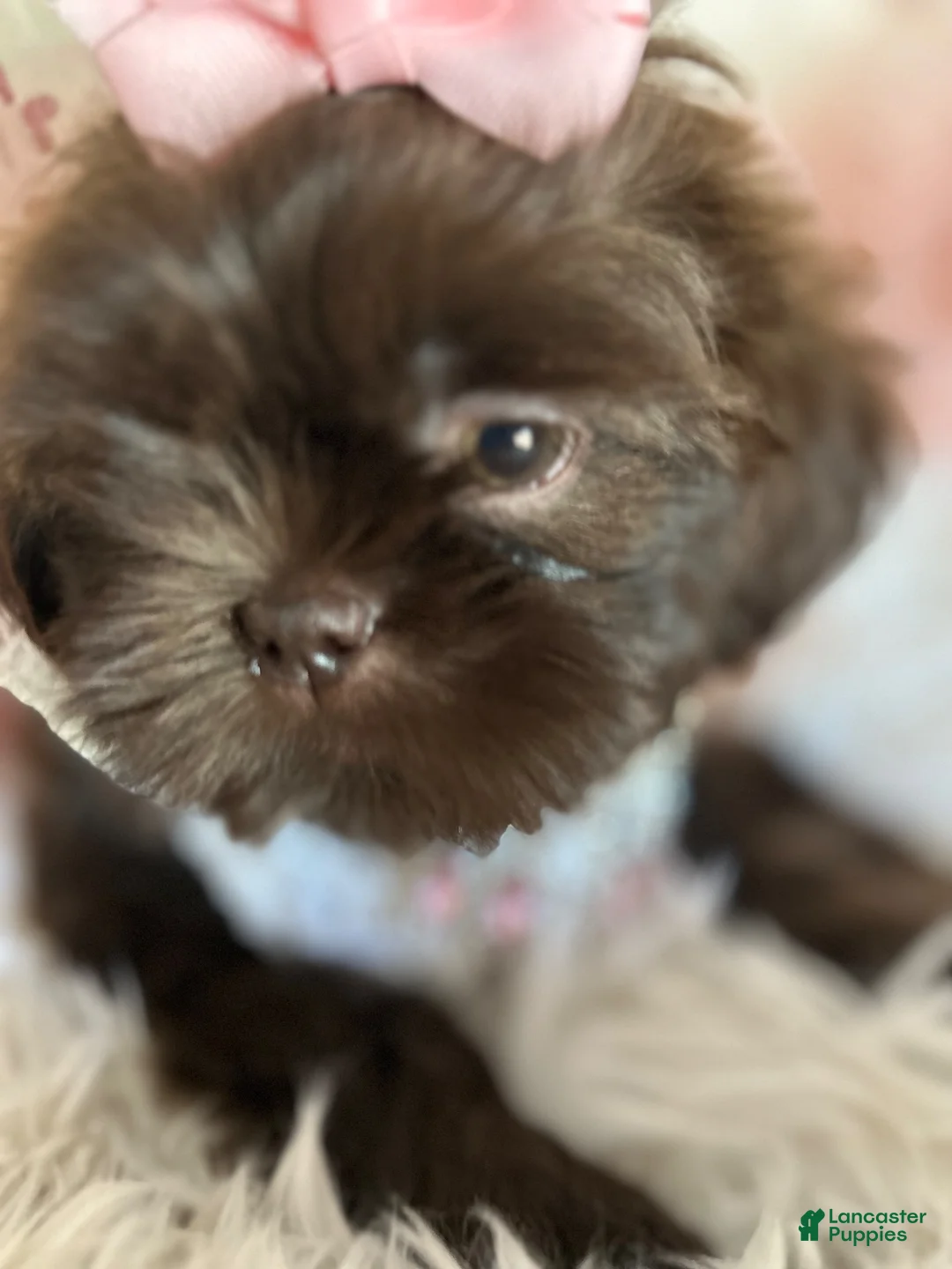 Shih Tzu dogs for sale: Coco  - Ad 16