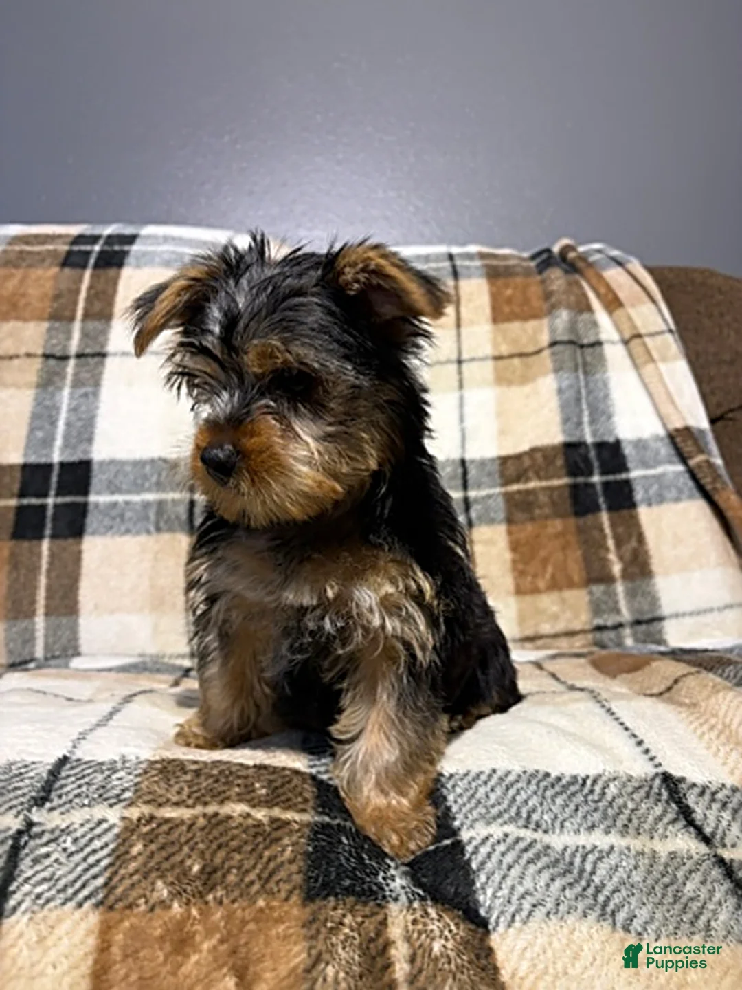 Yorkshire Terrier dogs for sale: Tucker - Ad 1