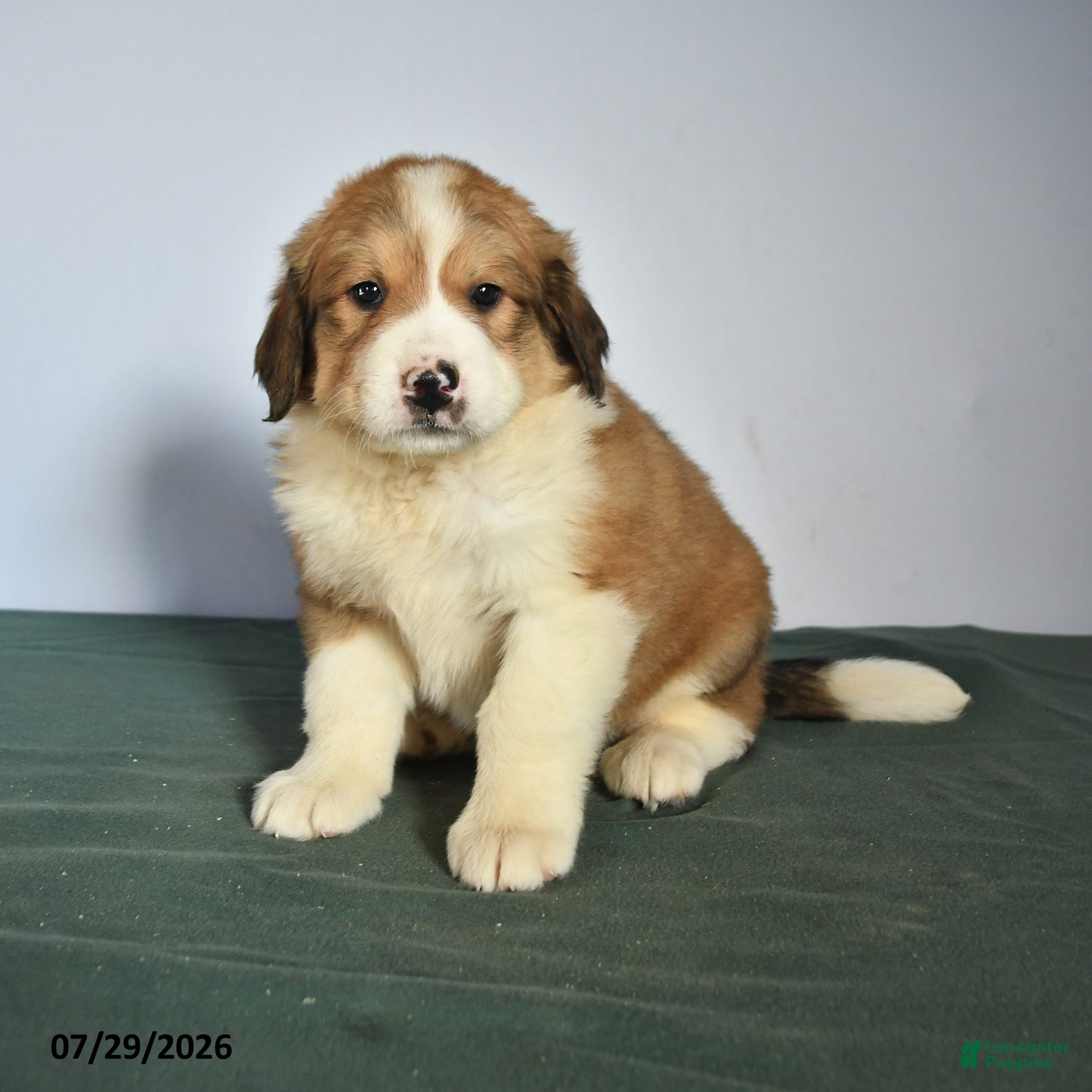 Mixed Breed dogs Cutie - Ad 1