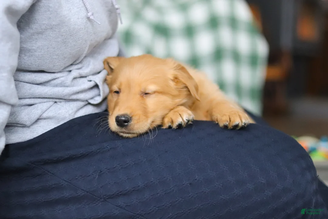 Golden Retriever dogs for sale: Banjo - Ad 5