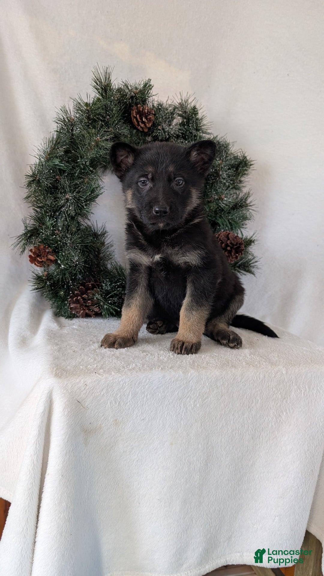 German Shepherd dogs for sale: Sara - Ad 1