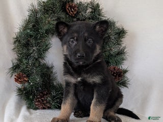 German Shepherd dogs Sara - Ad 41