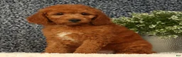 Mini Goldendoodle dogs for sale: Tinker - Ad 3