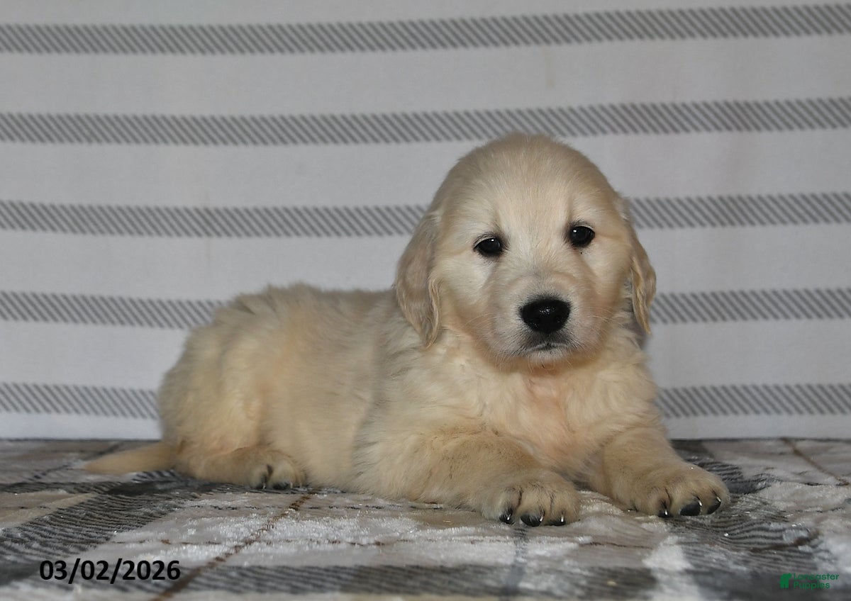 Golden Retriever dogs Hero - Ad 1