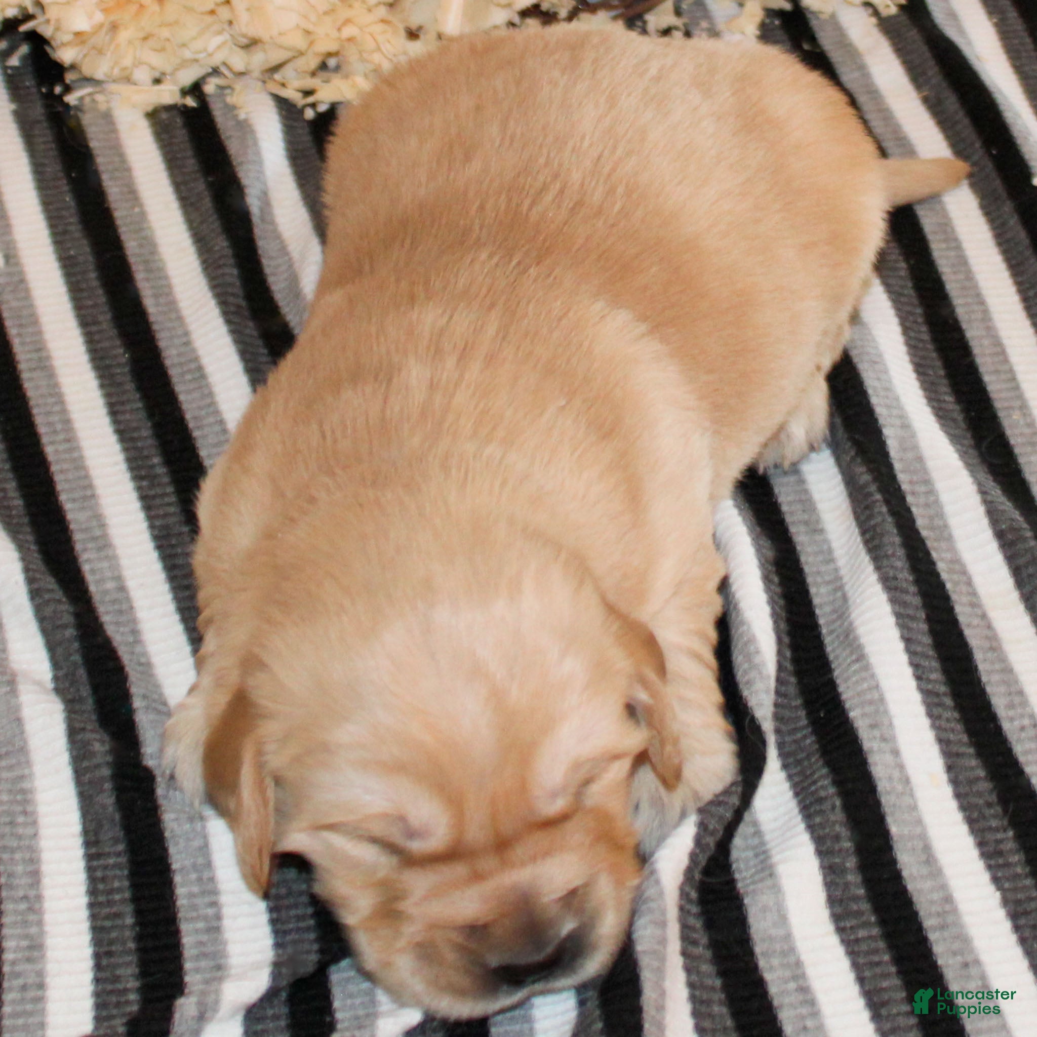 Golden Retriever dogs Nolan Golden Retriever Puppy  - Ad 29