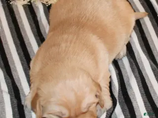 Golden Retriever dogs Nolan Golden Retriever Puppy - Ad 29