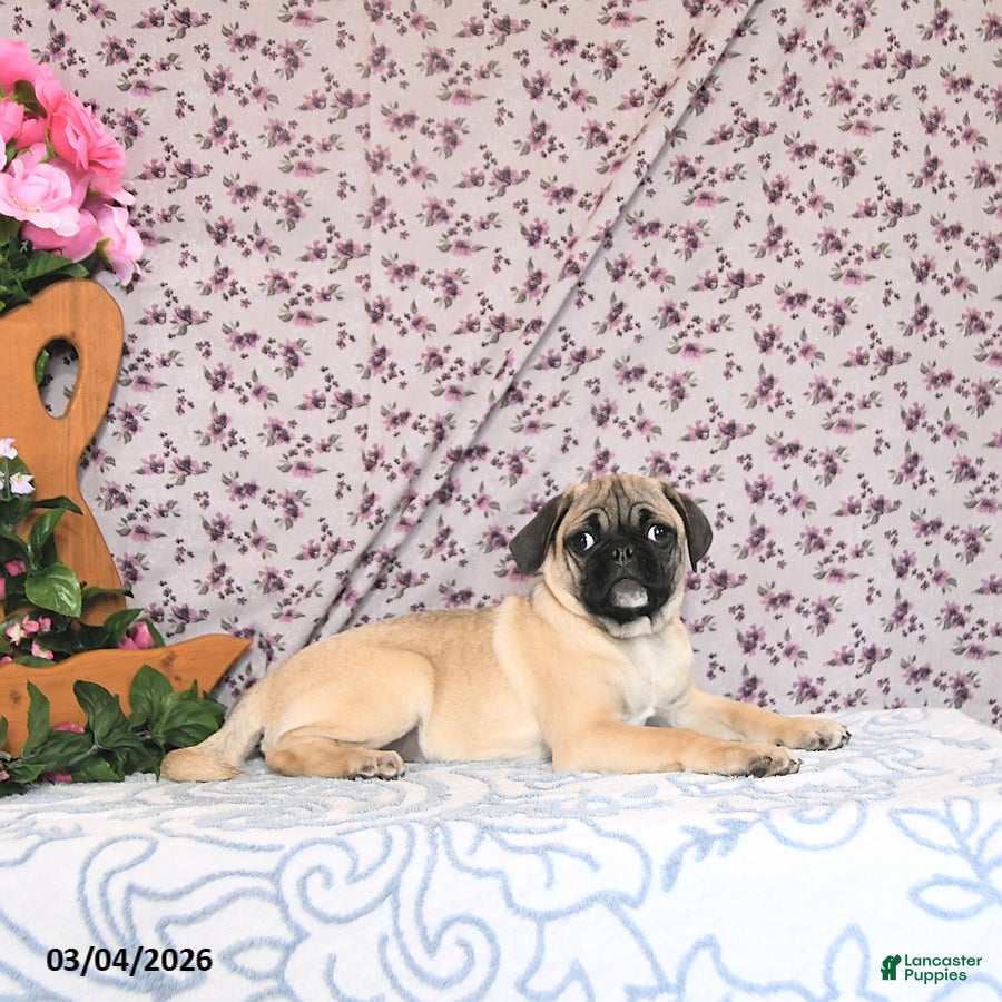 Pug dogs Lafredo - Ad 2