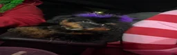 Toy Poodle dogs for sale: Toy Poodle 1 - Ad 4