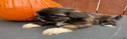 Shih Tzu dogs for sale: Sprinkles - Ad 3