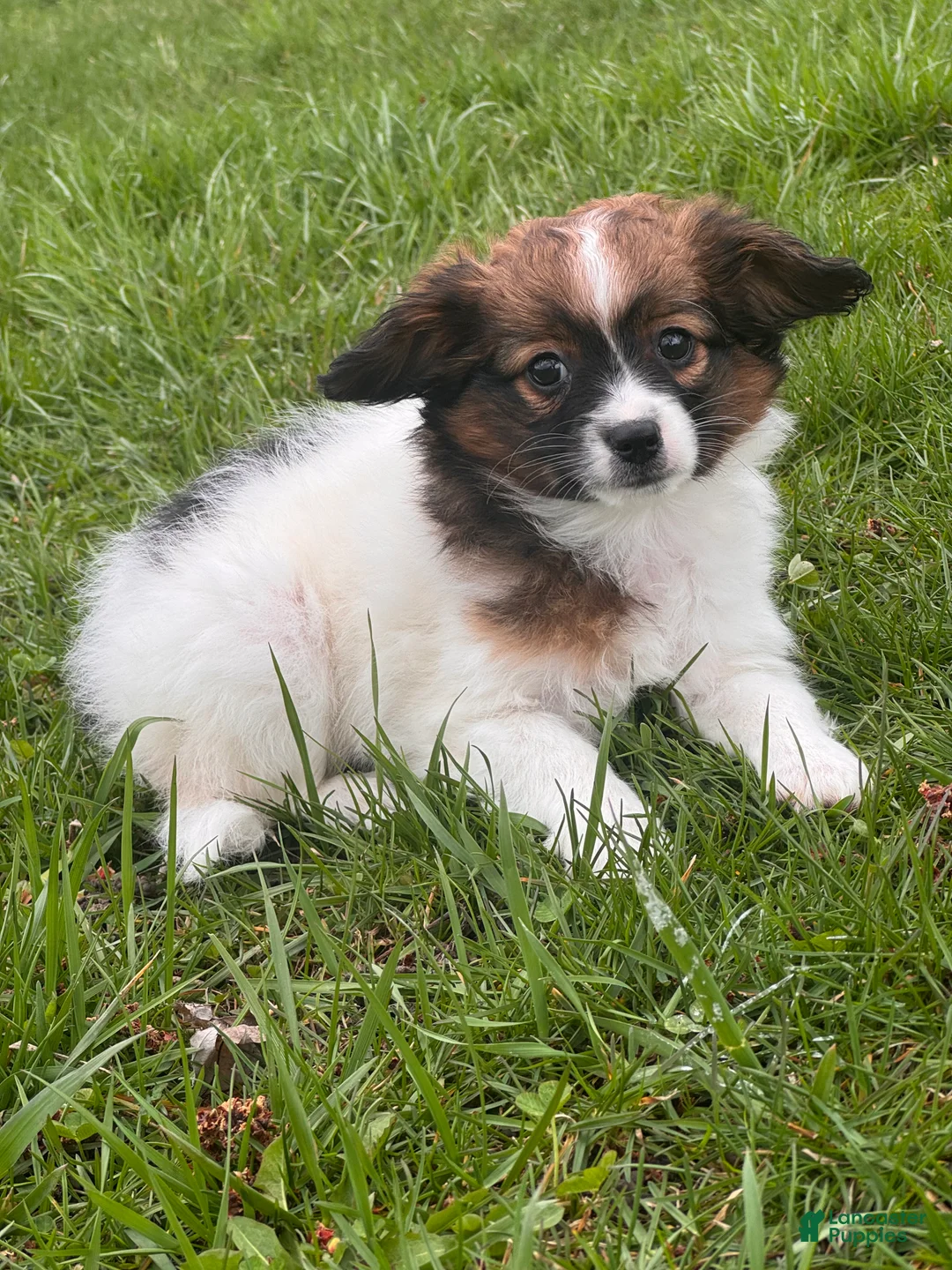 Papillon dogs for sale: Rosa - Ad 2