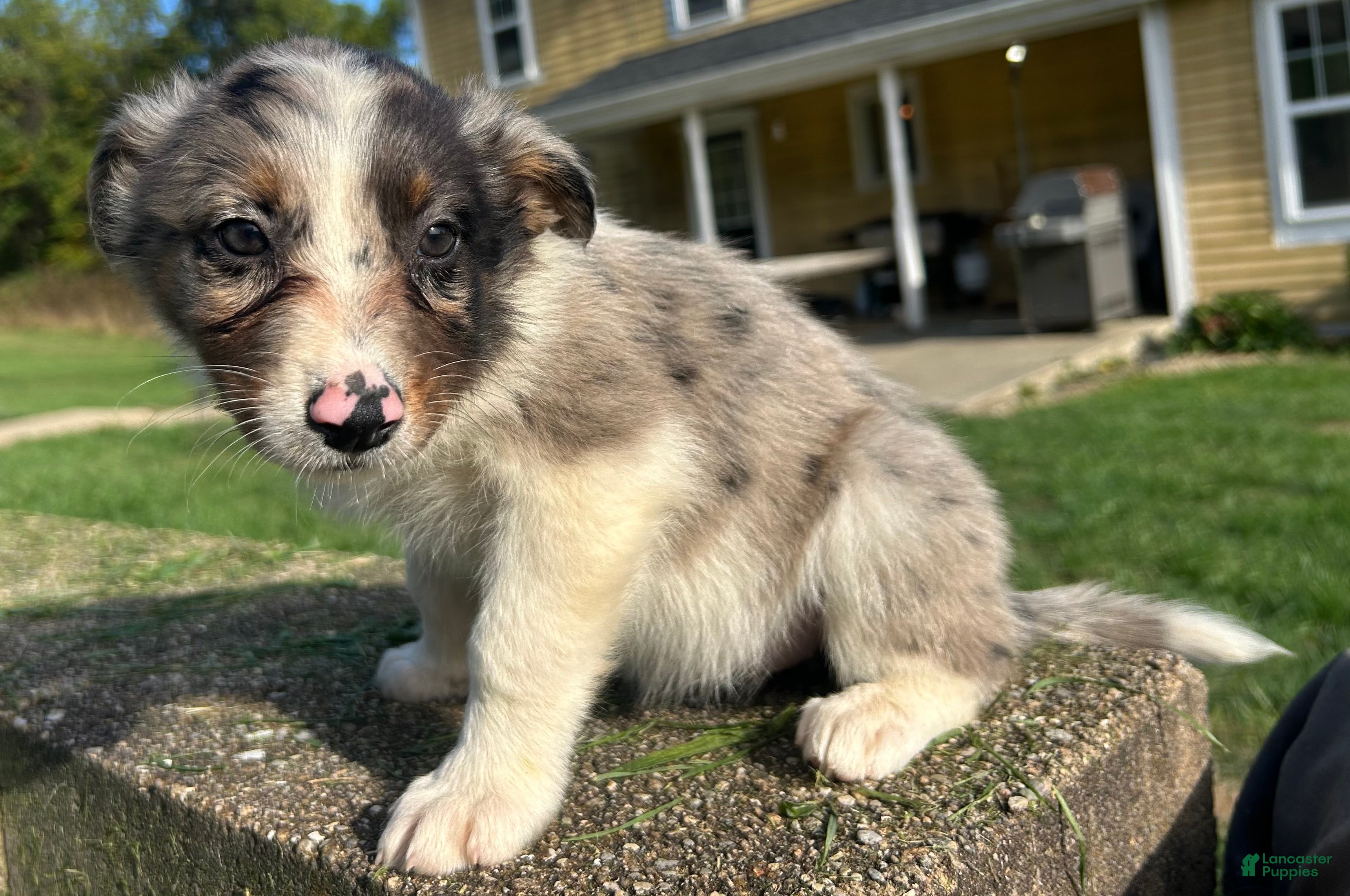 Australian Shepherd dogs Ruth - Ad 34