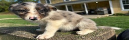 Australian Shepherd dogs for sale: Ruth - Ad 1