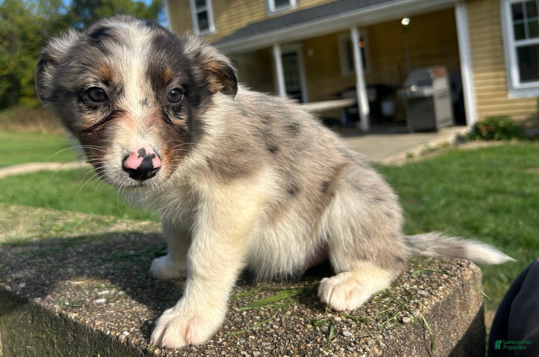 Australian Shepherd dogs for sale: Ruth - Ad 1