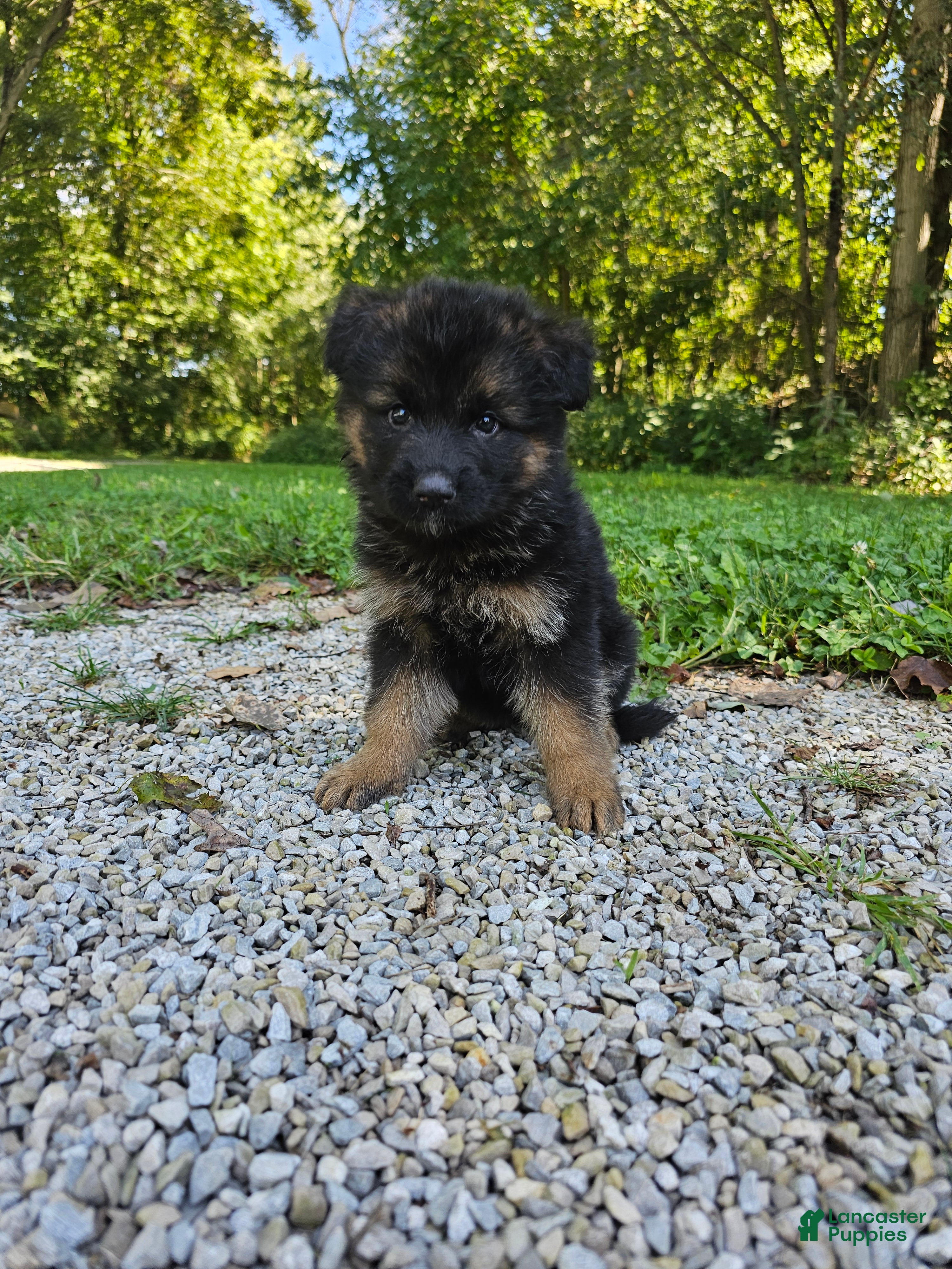 German Shepherd dogs Roxie  - Ad 1