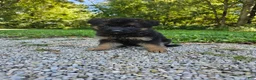 German Shepherd dogs for sale: Roxie  - Ad 1