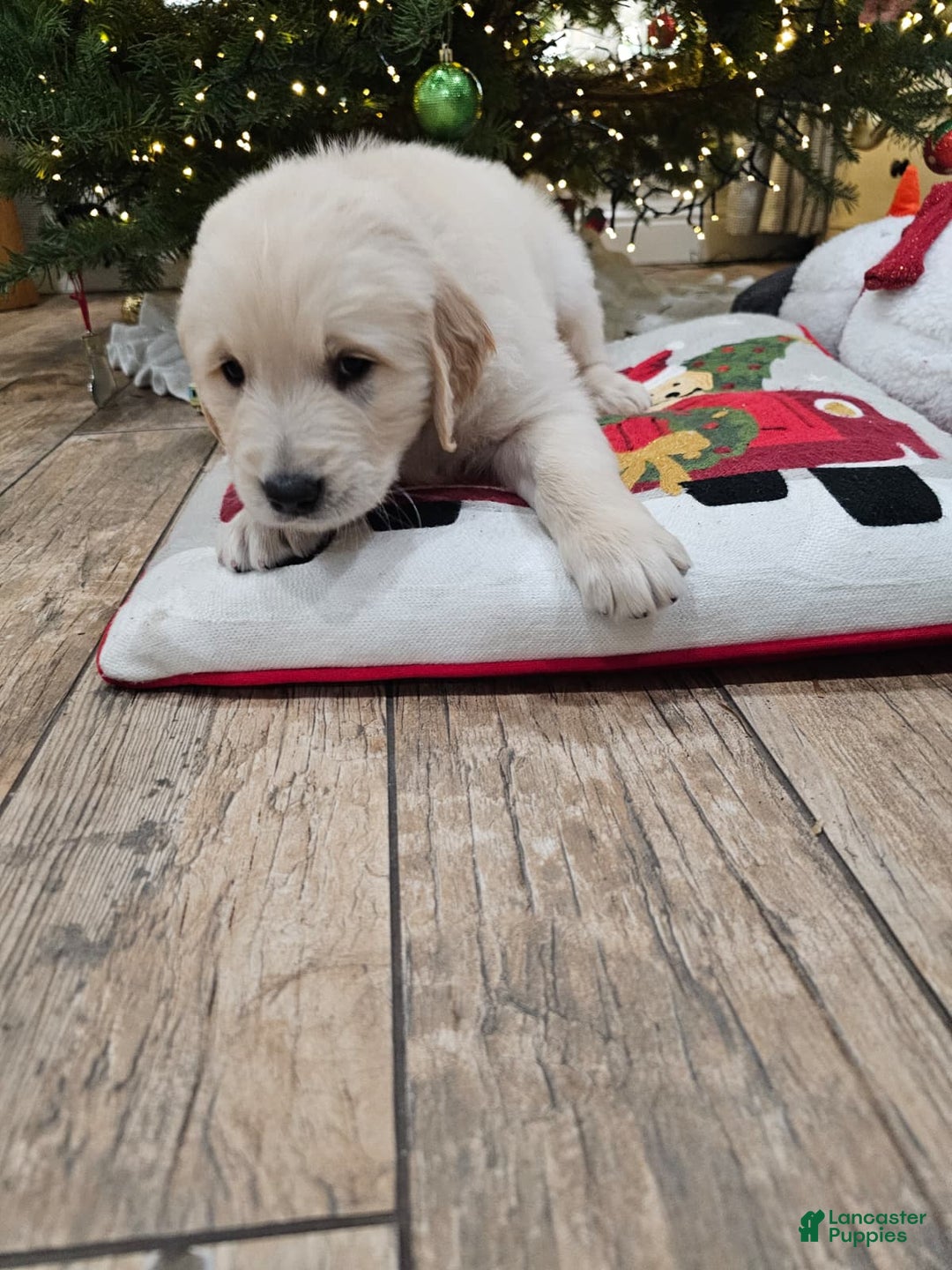Golden Retriever dogs for sale: Golden Retriever Puppy 4 - Ad 48