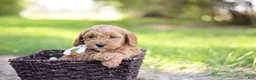 Goldendoodle dogs for sale: Tucker - Ad 6