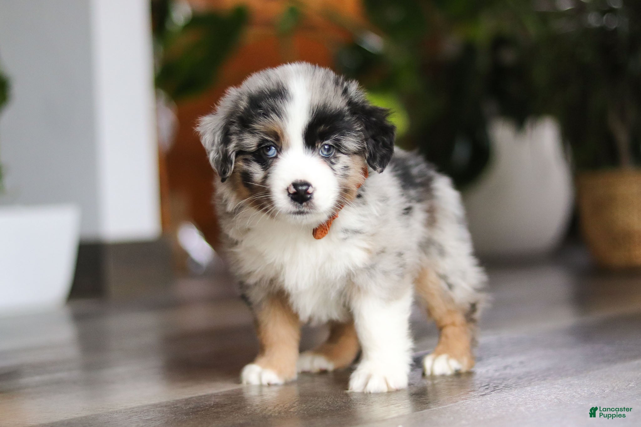Miniature Australian Shepherd dogs Hershey - Ad 2