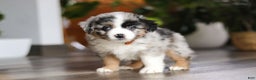 Miniature Australian Shepherd dogs for sale: Hershey - Ad 2