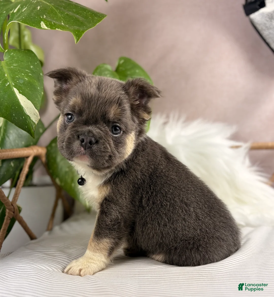 French Bulldog dogs for sale: Gigi - Ad 26