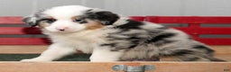 Miniature Australian Shepherd dogs for sale: Darrel - Ad 4