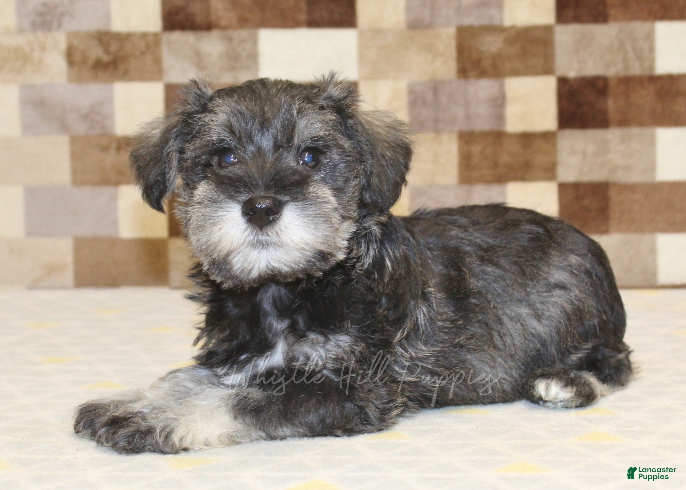 Miniature Schnauzer dogs Tucker - Ad 2