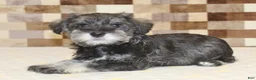 Miniature Schnauzer dogs for sale: Tucker - Ad 2