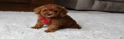 Toy Poodle dogs for sale: Maxwell - Ad 8
