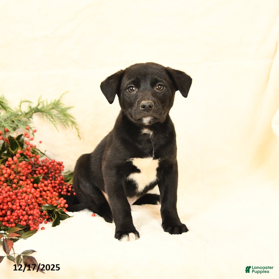 Mixed Breed dogs Parker - Ad 33