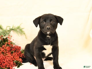 Mixed Breed dogs Parker - Ad 33