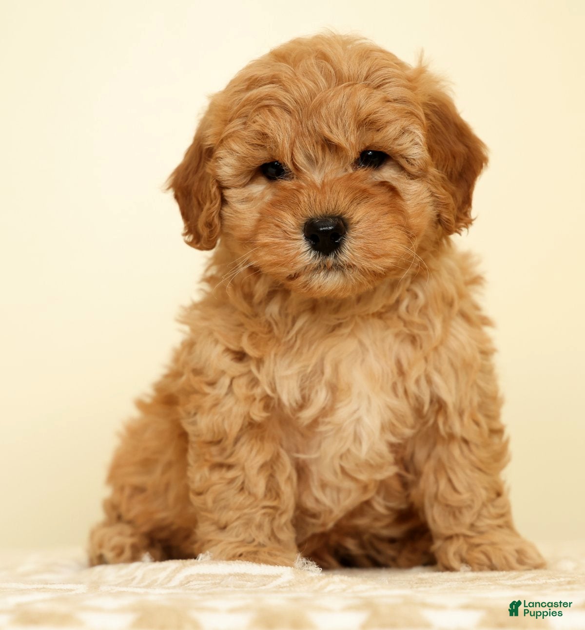 Mini Goldendoodle dogs Corey - Ad 1
