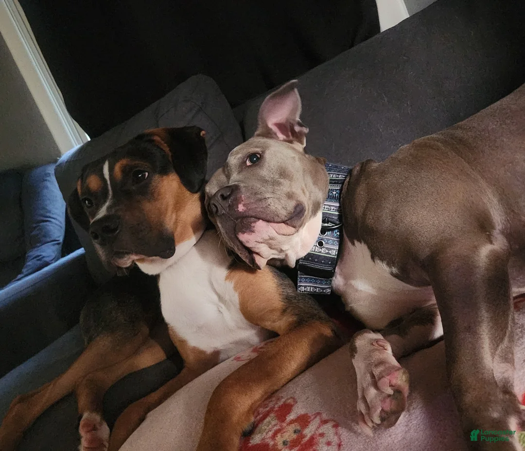 Mixed Breed dogs for sale: Rigbie - Ad 5