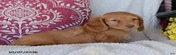 Miniature Dachshund dogs for sale: Marco - Ad 3