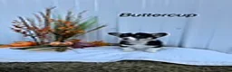 Welsh Corgi Pembroke dogs for sale: Buttercup - Ad 1
