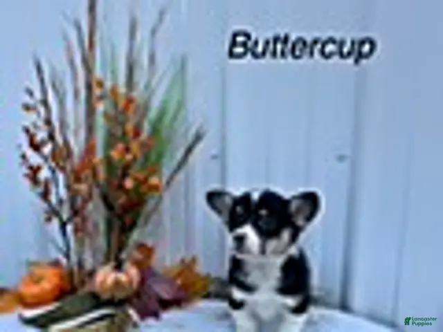 Welsh Corgi Pembroke dogs for sale: Buttercup - Ad 42