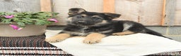 German Shepherd dogs for sale: Dreamer - Ad 3