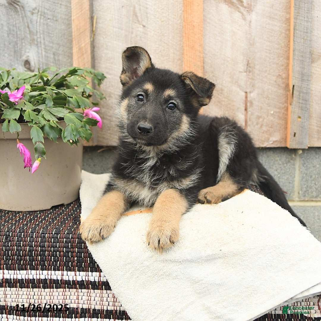 German Shepherd dogs for sale: Dreamer - Ad 3