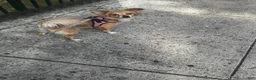 Pomchi dogs for sale: Pomchi 1 - Ad 5