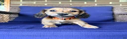 Miniature Dachshund dogs for sale: Maisy - Ad 15